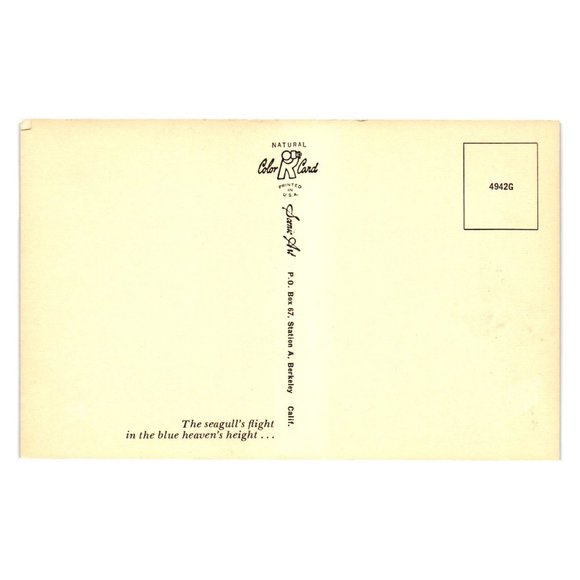 Vintage Postcard Seagulls In Flight Heavens Height Bird Watching Ornithology - Picture 2 of 2